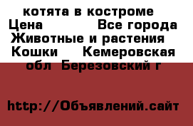 котята в костроме › Цена ­ 2 000 - Все города Животные и растения » Кошки   . Кемеровская обл.,Березовский г.